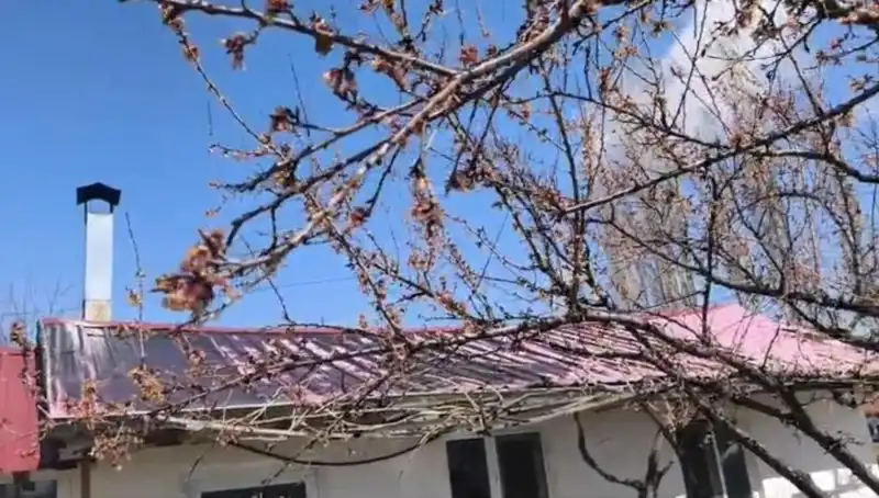 Dondurucu Soğuk Kayısı Üretimini Tehdit Ediyor: Çiftçiler Ne Yapacak?