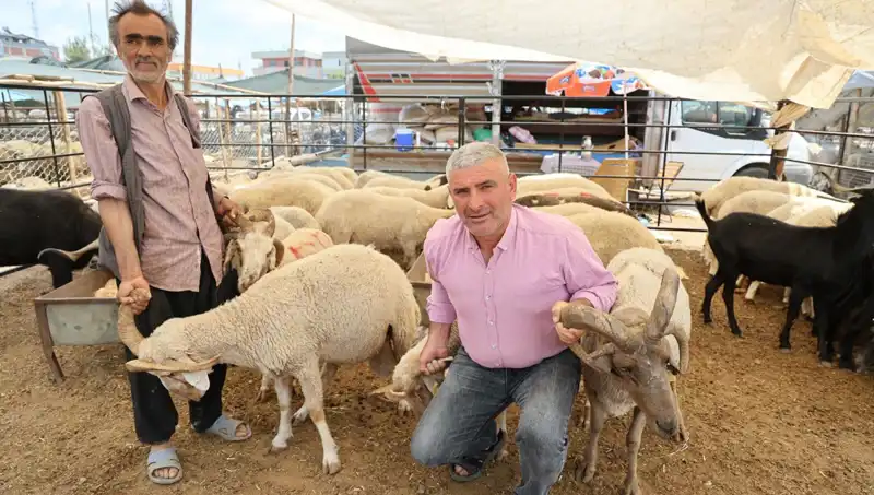 Kurban Pazarında Göz Kamaştıran: 4 Boynuzlu Koçlar Ortalığı Sallıyor!