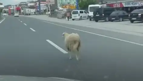 Yalova’da Kaçan Kurbanlıklar Trafiği Felç Etti, İşte Detaylar!