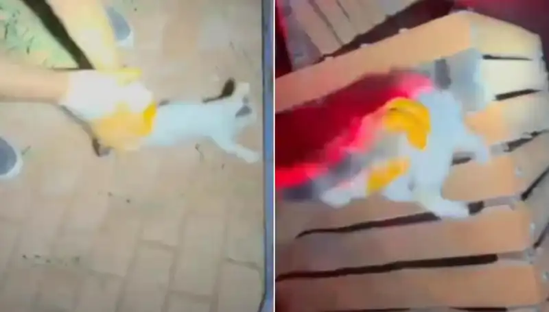 Gece Yarısı İtfaiye Ekipleri, Sıkışan Kedi İçin Seferber Oldu