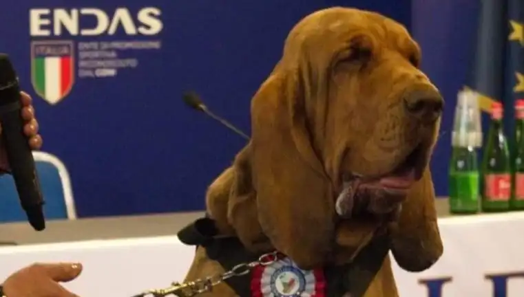 Arama Köpeğine Şok Suikast: Çivili Sosisle Hayatına Son Verildi