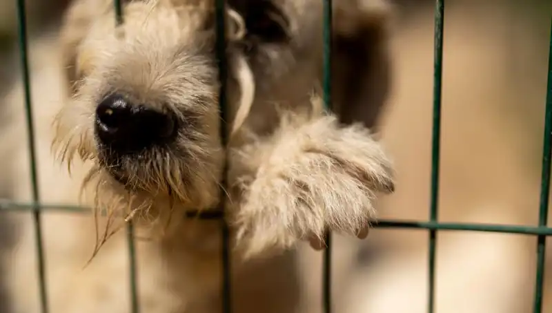 İş Stresinin Hem İnsanlara Hem Köpeklere Etkisi Nedir?