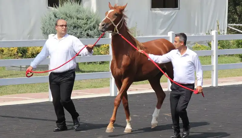 Taşkın Kral, Yeni Rekorlarla Şampiyonluklarını Tazeliyor!
