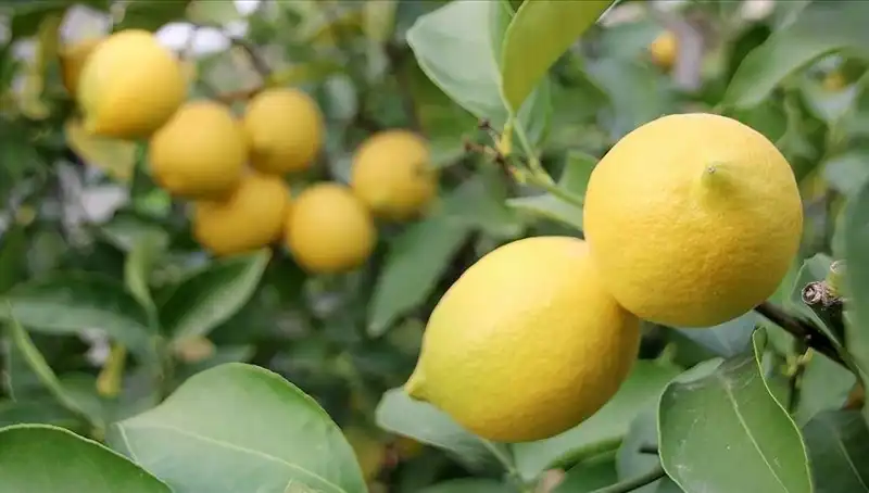 Limon Fiyatları Beklenmedik Şekilde Yükseldi: Adedi 24 Lira!