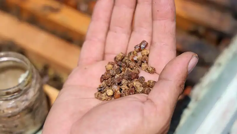 Çöpe Giden Besin, Şimdi Kilosu 3 Bin TL ile Satılıyor: Mucizevi Protein Kaynağı