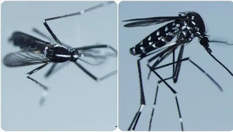 Chikungunya Virüsü Nedir? Belirtileri ve Vaka Görülen Ülkeler