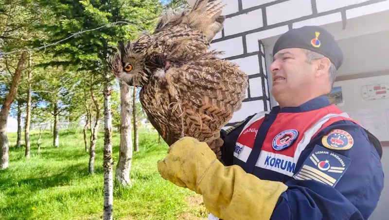 Dikenli Tellere Takılan Puhu: Sağlık Ekibinin Kurtarma Hikayesi