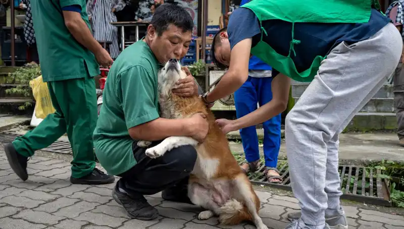 Filipinler’de Kuduz Alarmı: 2024'te 426 Hayat Kayıp