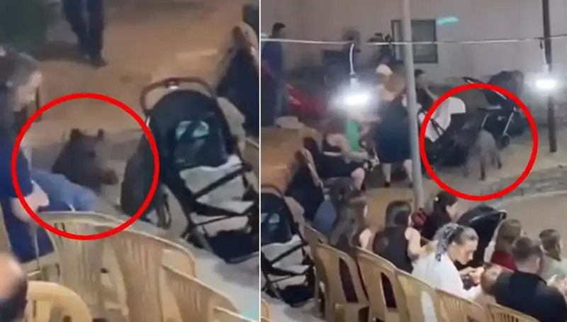 Yaban Domuzu Düğünü Bastı: Konuklar Şokta Kalp Krizi Riskini Artırdı