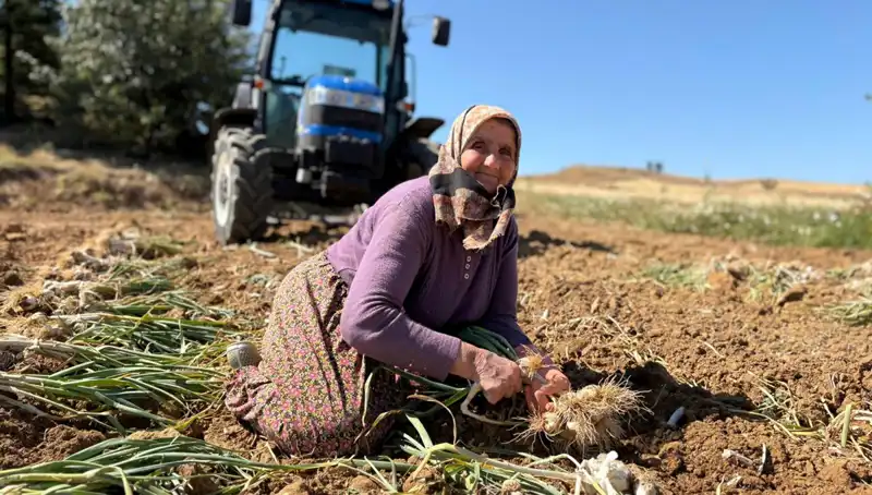 Selenyum Zengini Ürün: Tarladan Bin 200 Liraya Toplanıyor!