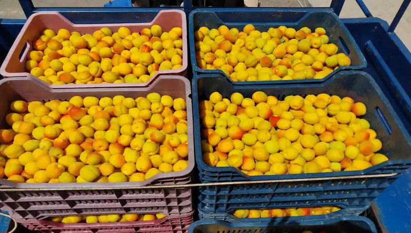 İlk Hasat Sevinci: Çiftçiler 500 TL’den Alıcı Buldu!