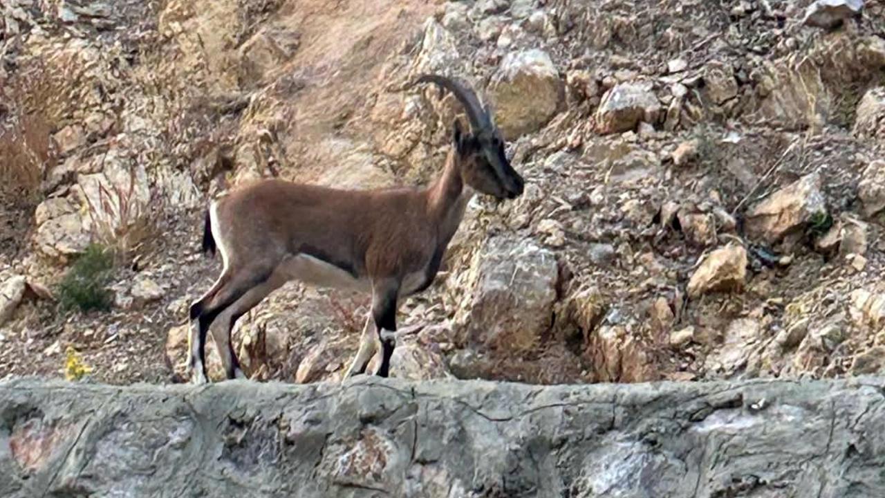Yaban Keçisini Avlayan Kişiye Büyük Ceza