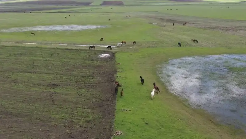 Kars'ın Muhteşem Doğasında Yılkı Atlarıyla Büyüleyici Bir Görüntü