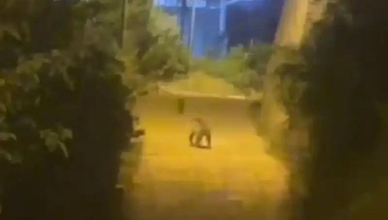 Gümüşhane Şehir Merkezinde Sıra Dışı Görüntü: Ayı Sokaklarda!