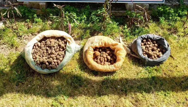 Dikkat Çekici Olay: 10 Kilo Salep Toplarken Yakalandılar!