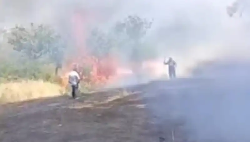 Çaylık Alanlarda Fıstık Ağaçları Korkunç Yangınla Yok Oldu