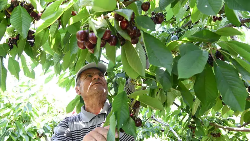 Lapseki Devi: Çay Bardağına Sığmayan Dev Ağaç Nasıl Oluyor?