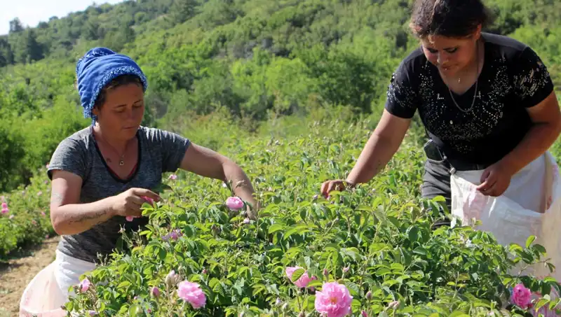 Zirai Don Olayı: Üreticileri Tehdit Eden Don Etkileri