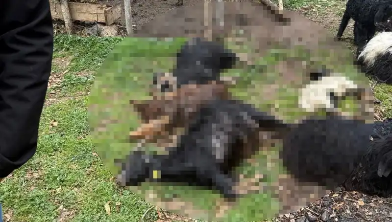 Sahipsiz Köpekler, 18 Keçiyi Telef Etti: Köylüler İsyanda!