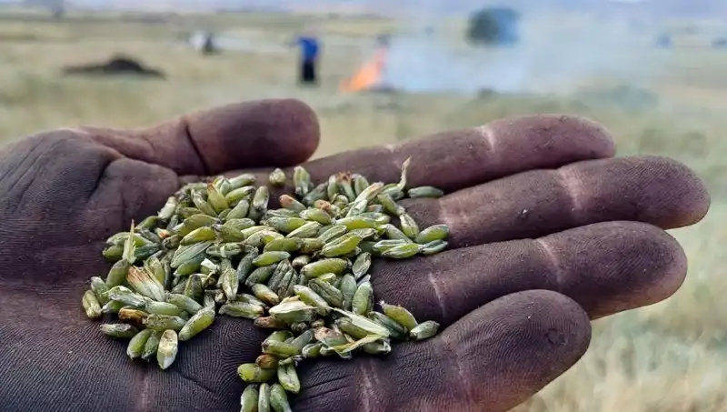 Firik Sezonu Geldi: Eşsiz Tadı ve Sağlık Faydalarıyla Dikkat Çekiyor