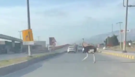Hatay'da Trafikte Deve Kuşu Görünce Sosyal Medya Yıkıldı!