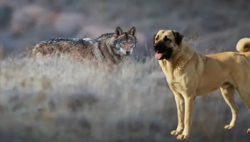 Kangal Köpeği Talebini Artıran Kurt Popülasyonu Üzerine Sıcak Gelişmeler