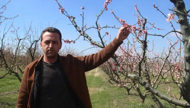 Don Vurması, Çiçek Açan Ağaçların Feryadını Yükseltti