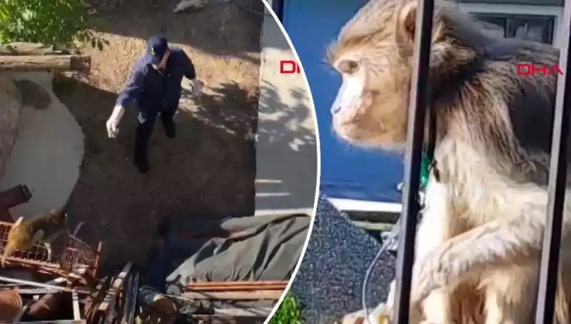 Muğla'da Maymun Kovalaması: Hayvanın Koşusu Mahalleyi Sarmaladı!